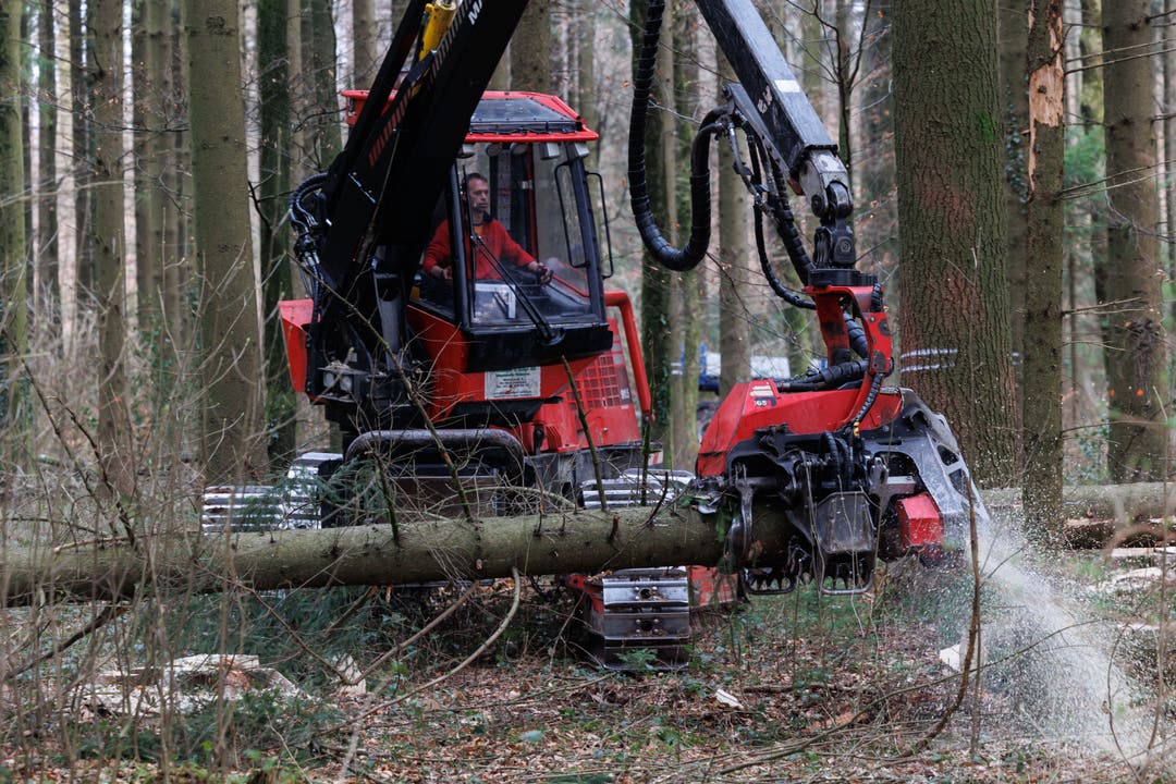 Waldbesuch organisiert von Pro Holz Solothurn: