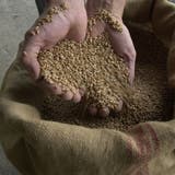 Weizen ist ein kostbares Gut: Wegen des Kriegs in der Ukraine leiden viele Länder an Versorgungsengpässen. (Bild: Robert Grogg)