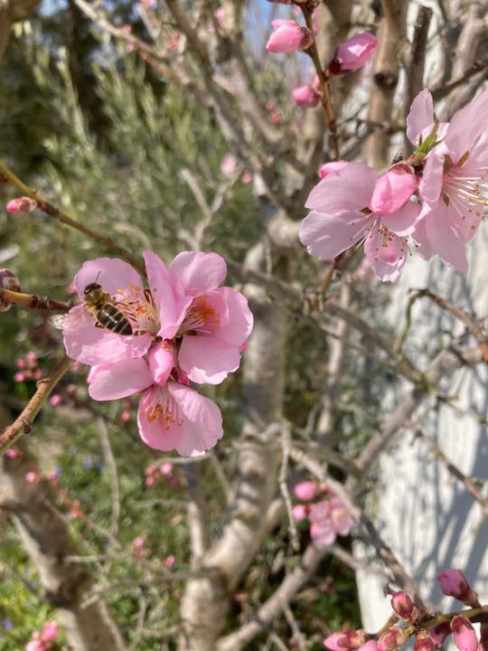«Unser Mandelbaum blüht zur Freude der Bienen genau auf den Frühlingsbeginn», schreibt die Leserin zu ihrem Foto.