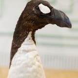Der Riesenalk aus dem Naturama in Aarau. Weltweit gibt es noch 78 Museumsexponate. Der Vogel ist seit knapp 180 Jahren ausgerottet. Dieser hier stammt aus der Sammlung des ersten Aargauer Bundesrats, Friedrich Frey-Herosé. (zvg / Naturama)