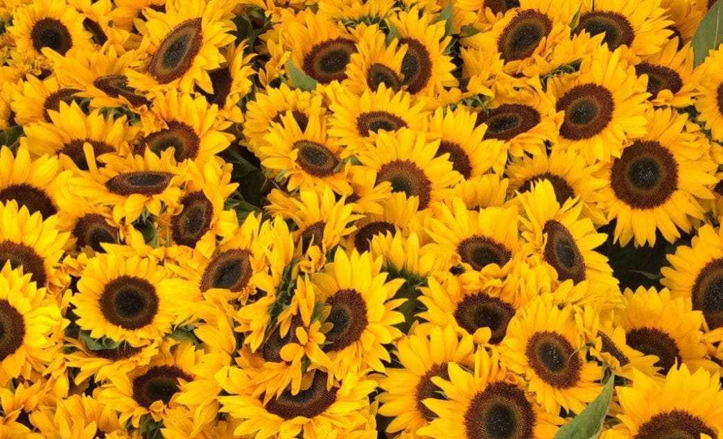 Sonnenblumen blühen eher Ende Sommer, aber ansäen kann man sie bereits im April.