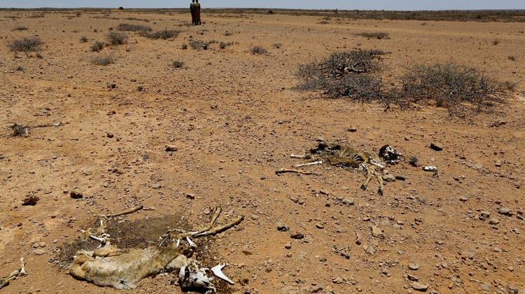 Viehbestand und Ernten werden vernichtet: Äthiopien und Somalia werden von einer der schlimmsten Dürren heimgesucht. (Archivbild) (Keystone)