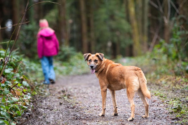Ab Freitag müssen Hunde in Luzerner Wäldern wieder an die Leine.