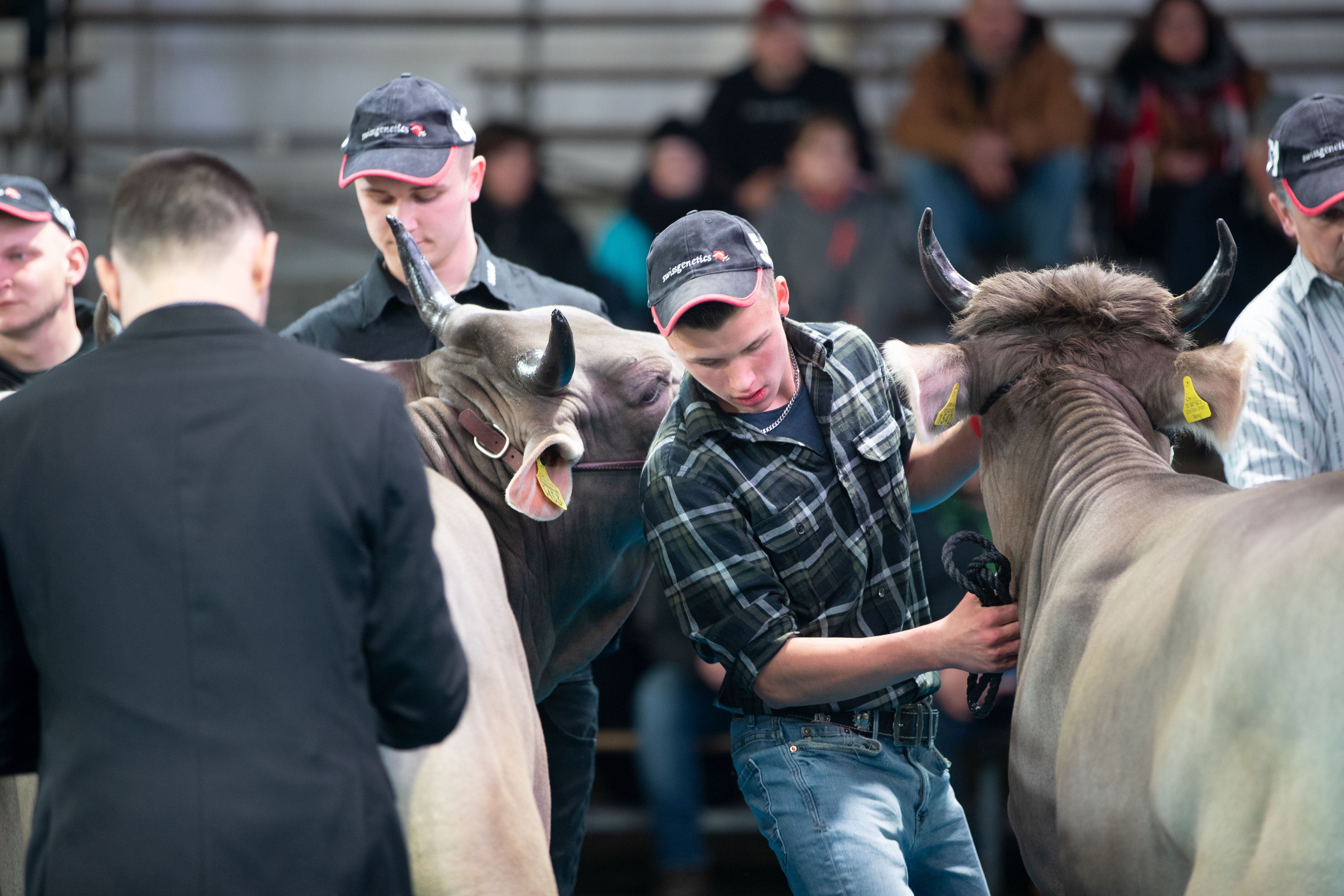 Auf dem Stierenmarktareal wurden am Wochenende an der Bruna Original Braunvieh 2022 340 Kühe bewertet.