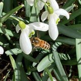 Die Natur erwacht und mit ihr auch die Bienen. Hier fliegt eine Honigbiene zu einem Schneeglöckchen. (zvg)