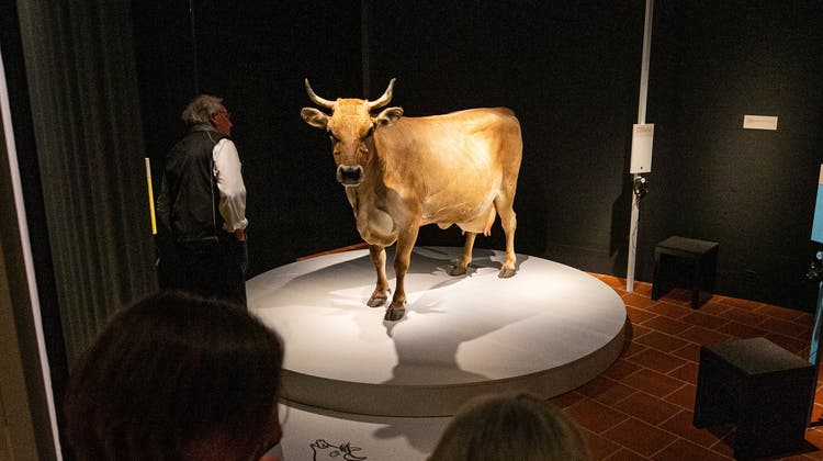 Priscilla, die ausgestopfte Kuh, war/ist eine der Hauptattraktionen innerhalb der erfolgreichen Ausstellung im Museum Burg Zug. (Bild: Stefan Kaiser (Zug, 4. April 2022))
