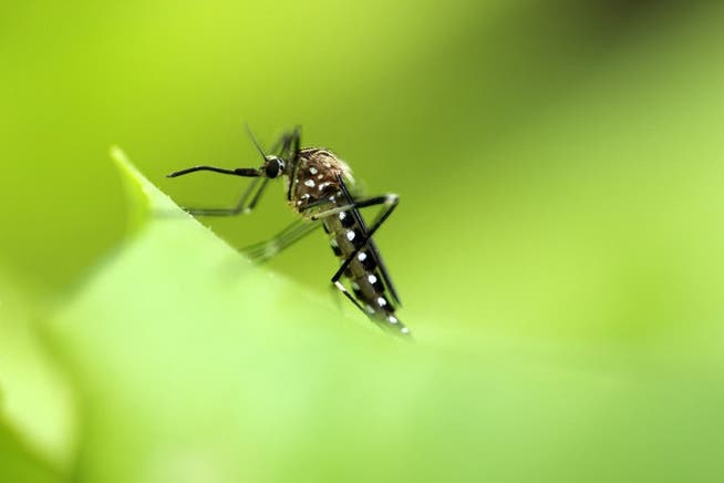 Obwohl ähnlich wie die Tigermücke, haben die Buschmücken keinen weissen Streifen auf dem Rücken.