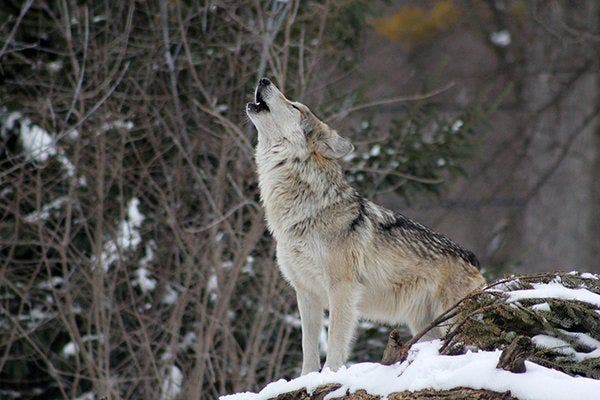 Die Bündner Wildhut hat einen Wolf geschossen, der teilweise von einem Hund abstammen könnte.