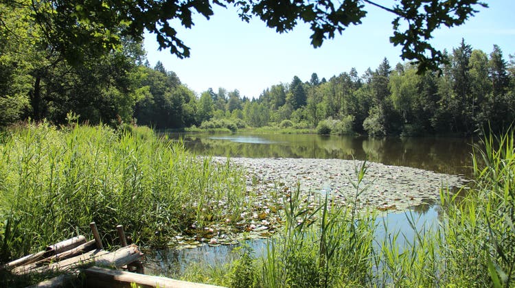 Der Wasserstand des Moorweihers im Naturschutzgebiet in Fischbach-Göslikon geht immer weiter zurück. (Bild: Andrea Weibel (24. 6. 2019))