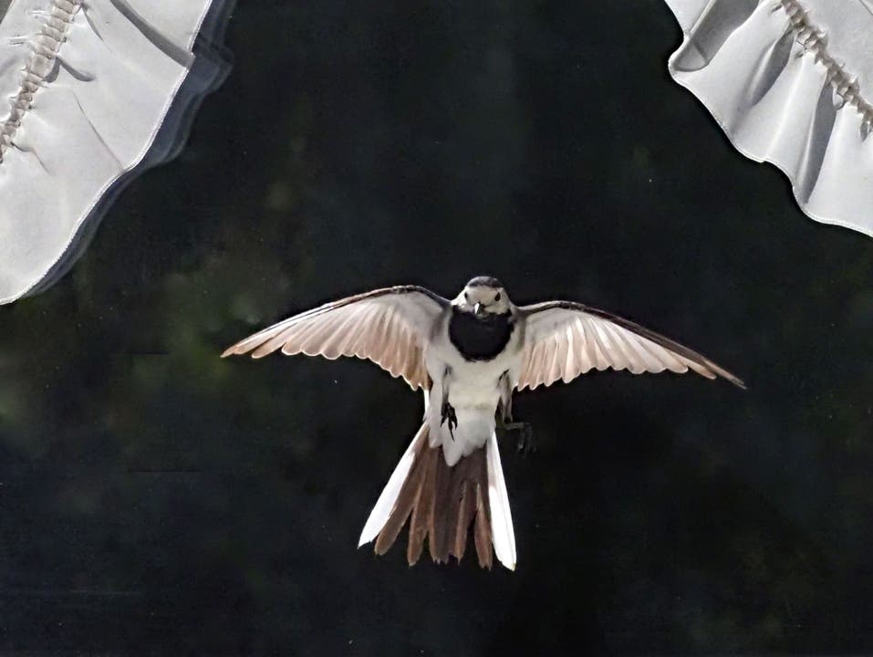 In Hausen besuchte ein Vogel Leser Hansruedi Urech direkt am Fenster.