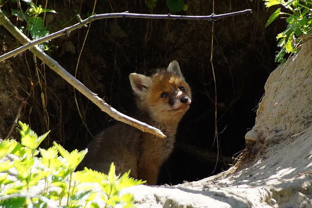 Ueli Ramseier konnte einen jungen Fuchs beim Sonnenbaden beobachten.