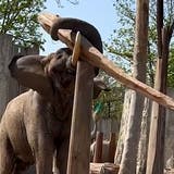 Elefant wird mit Balance-Kunststück zum Internet-Hit
