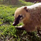 Frühlingshafter Jöö-Alarm: Die pelzigen Schnüffel-Spezialisten im Zoo Zürich
