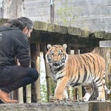 Zooleiter Marc Zihlmann mit dem Tigerjungen Sangha. Seit einigen Wochen gehen sie jeden Tag in die Aussenanlage des Sikyparks. (Bruno Kissling)
