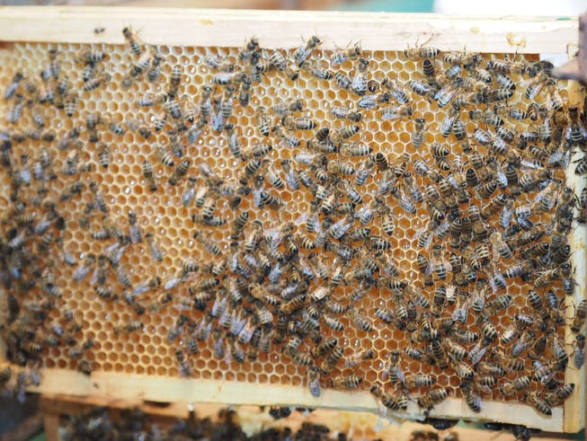 In den Bienenwaben im Fricktal summt und brummt es jetzt ohne Unterlass. Die Imker erwarten ein gutes Honigjahr.