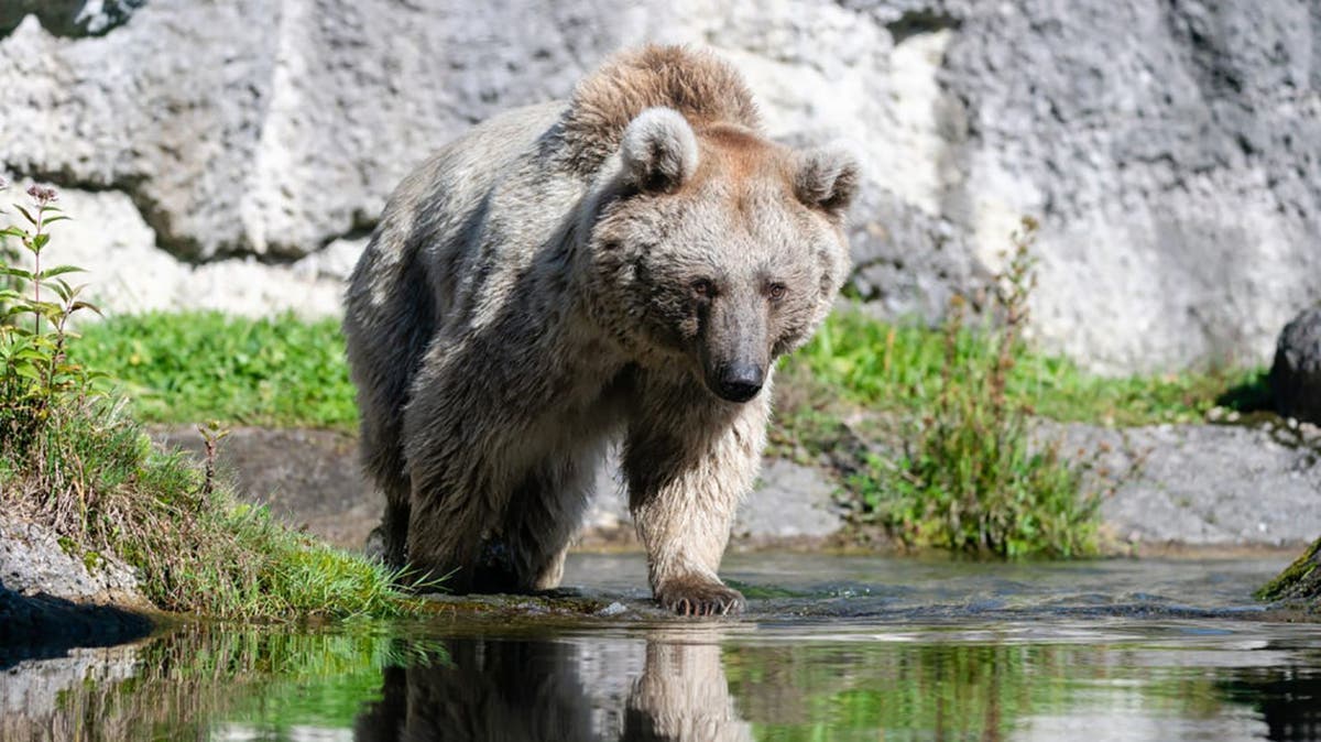 Bärenexperte ärgert sich über Aussagen des Tierparks Goldau
