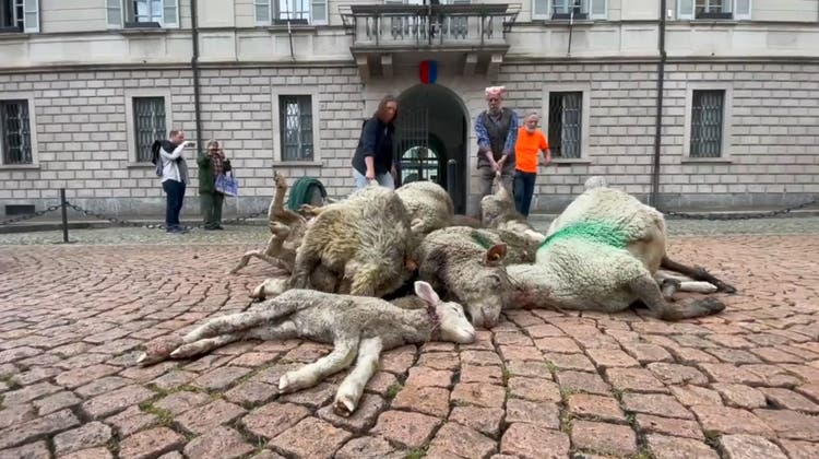 Nach erneutem Schafriss: Tessiner Bauern protestieren mit Schafskadavern