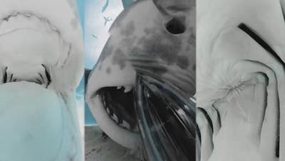 Spektakuläre Videoaufnahmen: So sieht es im Innern eines Haifisch-Mauls aus