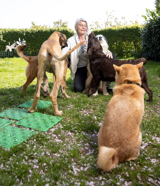 Jacqueline Reinmuth mitten in ihrem Hunderudel mit ihrem eigenen Husky Shion und den Gasthunden Eolo (brauner Mischling), Dogge Milo, Labrador Flash und Shiba Inu Hatschi.