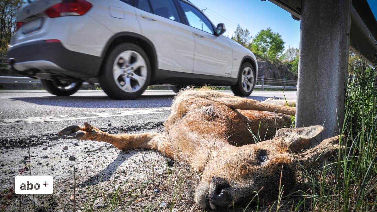 Autounfälle mit Rehen und Hirschen sind in einigen Kantonen häufig