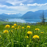 LZ-Quiz #113: Frühling in der Zentralschweiz – Wo befinden wir uns auf diesen Bildern?
