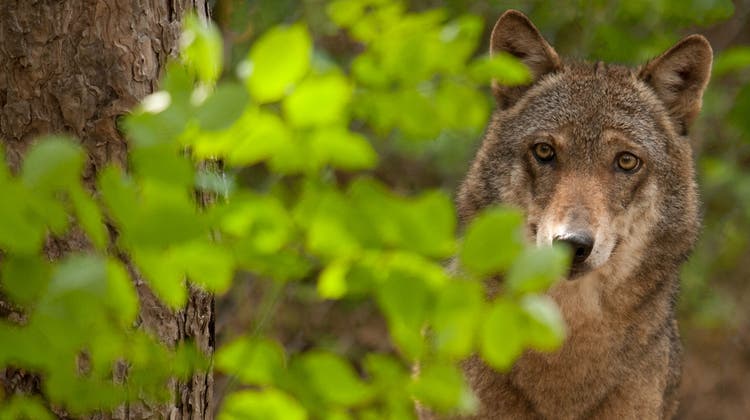 Der Schweizer Wald profitiert vom Wolf, weil er für eine Reduktion des Wildtierbestandes sorgt. (Giancarlo Mancori)