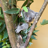 Bis sich Koala «Tarni» so dem Zoo-Publikum zeigen wird, wird noch über einen Monat vergehen. (zvg / Zoo Duisburg / I. Sickmann)