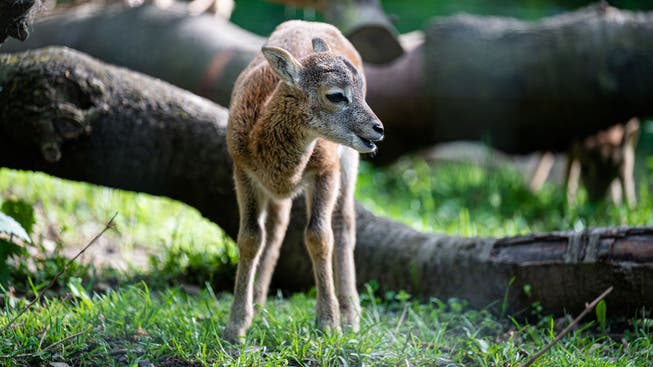 Eines der drei Jungtiere, die im Zoo Basel zur Welt gekommen sind.