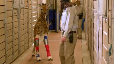Giraffenbaby kann dank modernen Beinschienen wieder laufen