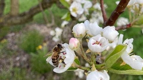 Beim Birnbaum-Pollen werden die «Pollen-Höschen» der Bienen hellgelb ... (zvg)