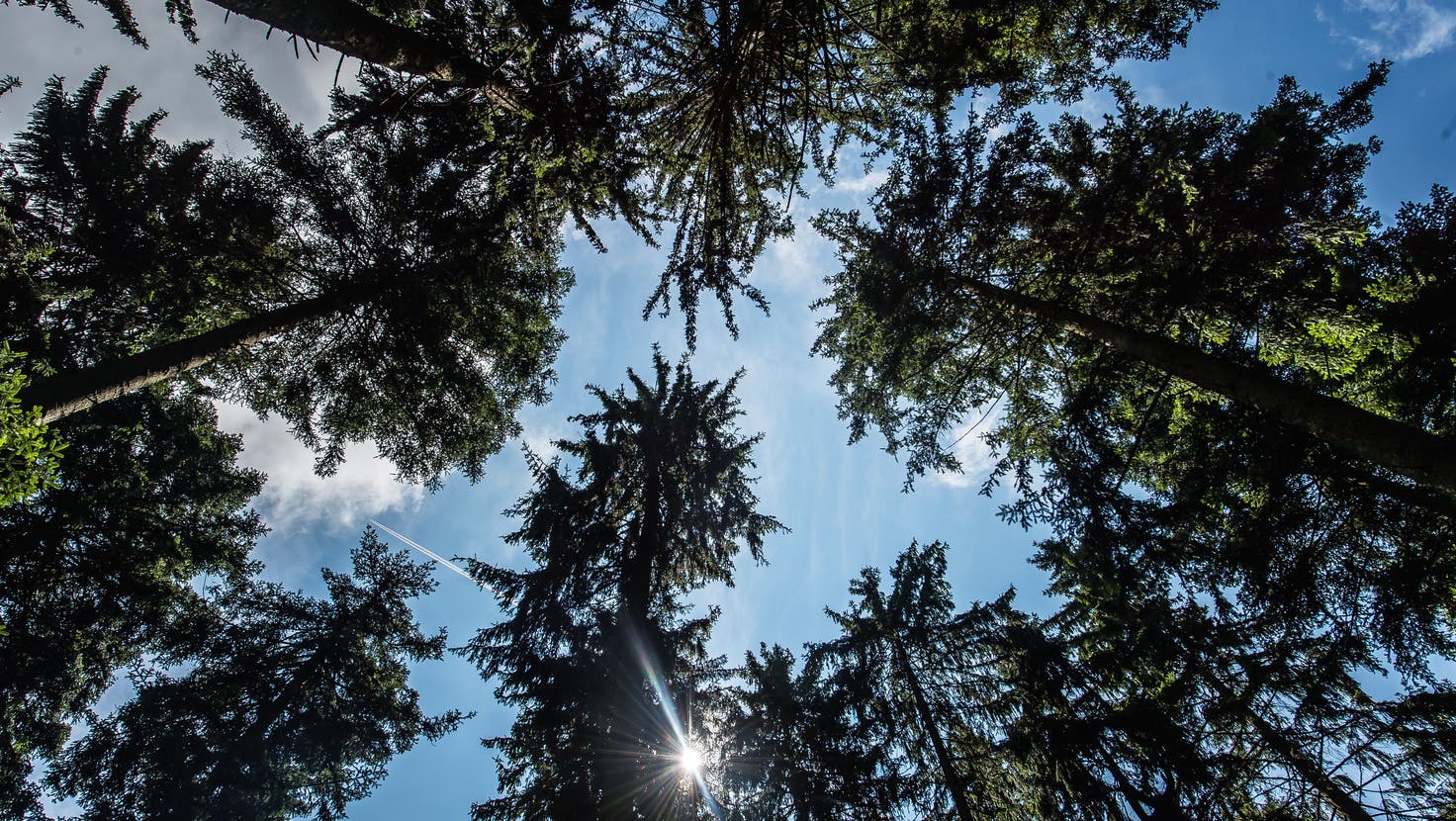 Der Klimawandel macht Bäumen überall in Schweizer Wäldern zu schaffen. (Bild: Michel Canonica)