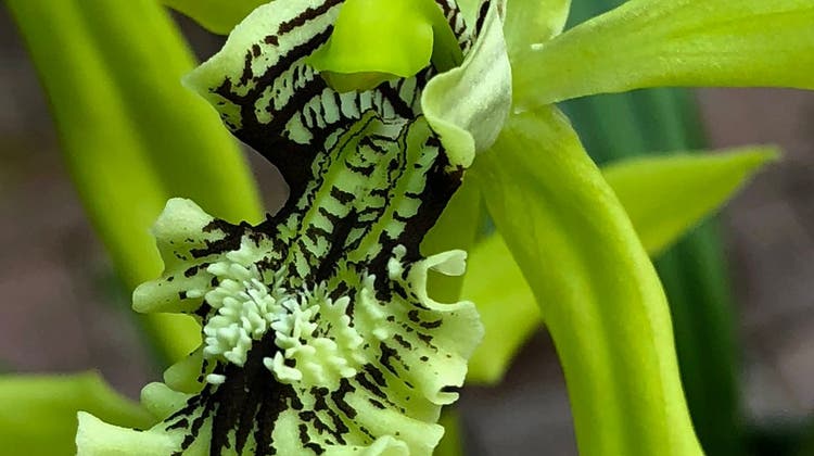 Eine seltene Orchidee, die Coelogyne mayeriana. (zvg)