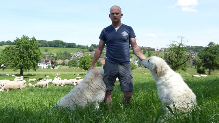Jedes will das Erste sein: Marcel Freis Schafe wechseln von der abgegrasten auf die saftige Wiese in Uezwil. (Nathalie Wolgensinger)