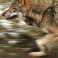 Wolf reisst Schaf in Teufen: «Wir rechnen jeden Tag mit einem Wolfsbesuch»