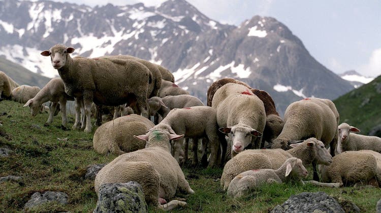 Gerade Schafe sind auf zusätzlichen Schutz gegen den Wolf angewiesen. (Keystone)