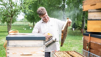 «Ein Bienenstock im Garten rettet nicht die Welt»: Der Lehrbienenstand in Alberswil klärt auf