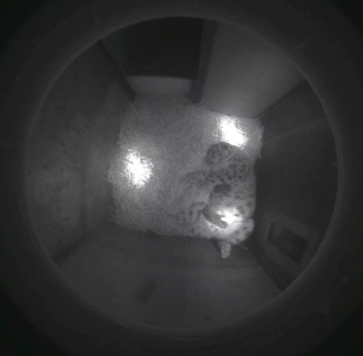 Schneeleoparden mit Jungtieren in der Wurfhöhle.