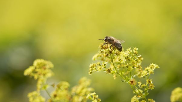 Für mehr Biodiversität: Ricola engagiert sich für Bienen