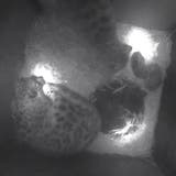 Zweifacher Nachwuchs bei den Schneeleoparden im Zoo Zürich