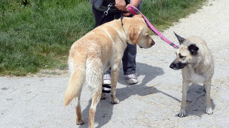 In Oberdorf wird die Hundesteuer erhöht und soll neu verursachergerecht sein. (Nana Do Carmo)