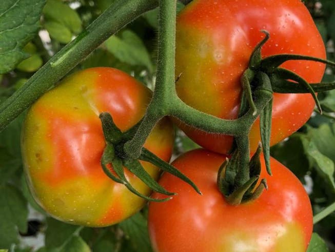 Runde Flecken und verfärbte Früchte deuten darauf hin, dass eine Tomatenpflanze vom Jordanvirus befallen ist. Der Ertragsausfall kann bis zu 100 Prozent betragen.