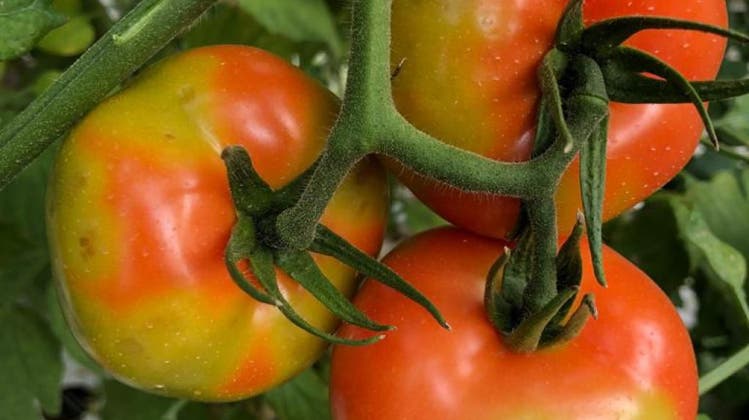 Runde Flecken und verfärbte Früchte deuten darauf hin, dass eine Tomatenpflanze vom Jordanvirus befallen ist. Der Ertragsausfall kann bis zu 100 Prozent betragen. (Salvatore Davino, University of Palermo)