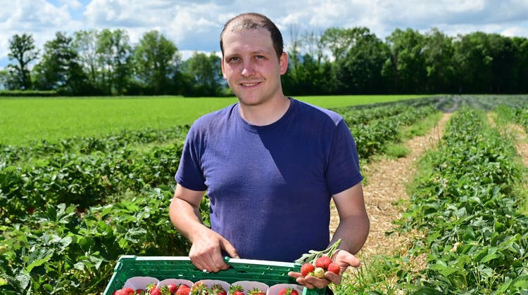 Der Landwirt Jan Bernhard auf der Erdbeeranlage des Familienbetriebs. (Bruno Kissling)