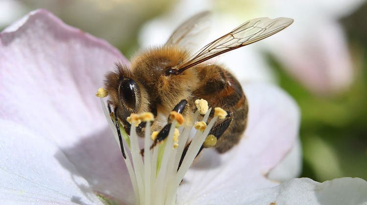 Eine ihrer Verwandten sammelt tatsächlich noch mehr Pollen als die Biene. (Keystone)