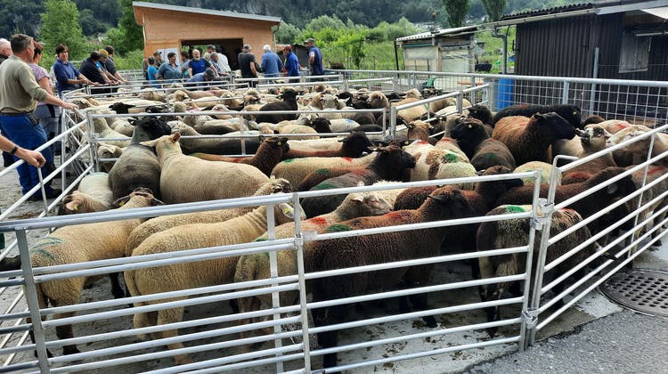 Die Schafannahmestelle am neuen Standort in Erstfeld. (Bild: PD)