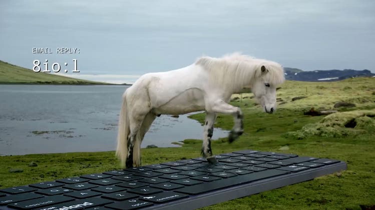 Diese Pferde beantworten E-Mails für Touristen – Werbegag geht viral