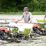 Im Gebiet Vogelsang nahe der Aare beim Wasserschloss bauen Aargauer Bauern jetzt mit zwei aus China importierten Maschinen Nassreis an. (Alexander Wagner)