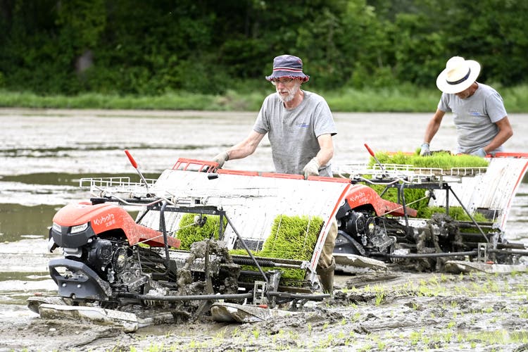 Im Gebiet Vogelsang nahe der Aare beim Wasserschloss bauen Aargauer Bauern jetzt mit zwei aus China importierten Maschinen Nassreis an.
