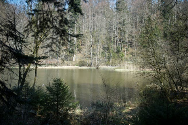 Der Steinhauser Weiher ist vom vierten Schritt der revidierten und neuen Pläne der kantonalen Naturschutzgebiete betroffen.