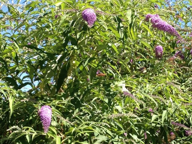 Sommerflieder ist wegen seiner Blütenfarbe in Gärten beliebt – ist aber als invasiver Neophyt gelistet.